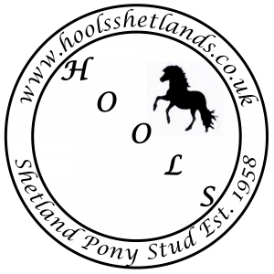 Hools Shetland Pony Stud