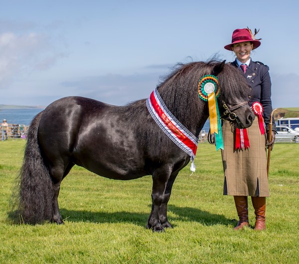 Hools Janet Shetland Breed Show 2019 Black Champion