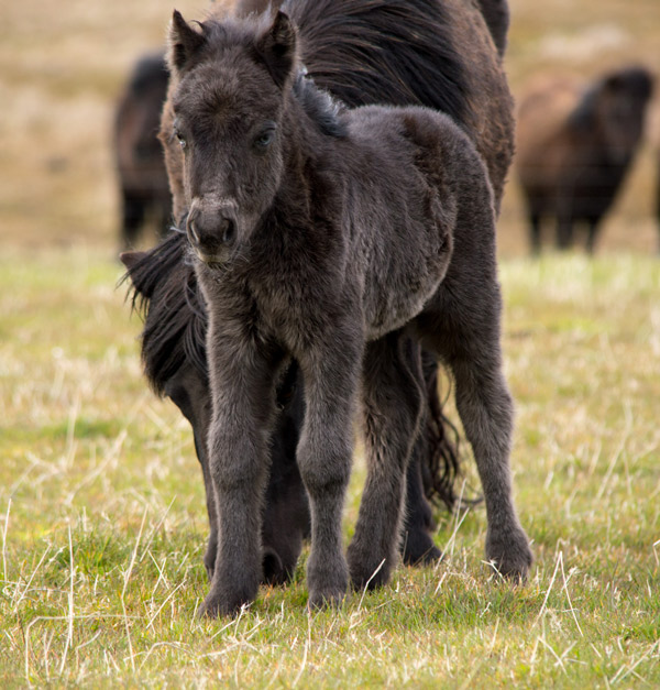 Hools Miss Jutland a few hours old