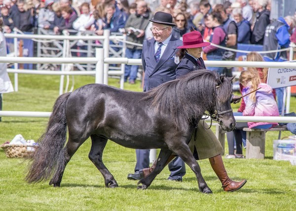 Hools Miss Jutland Royal Highland Show 2019