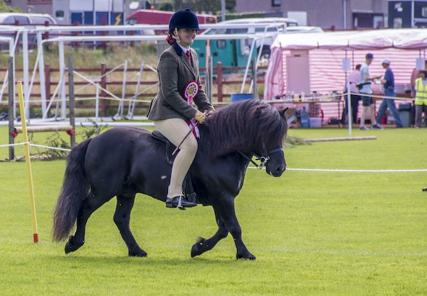 Hools Rising High Shetland Pony Breed Show 2019