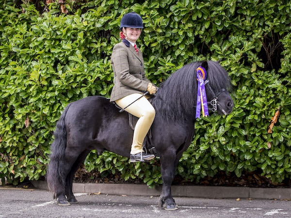 Ridden Shetland Pony