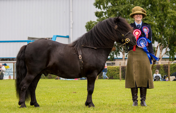 Hools Rising High Reserve Overall Shetland Champion Royal Highland Show 2017