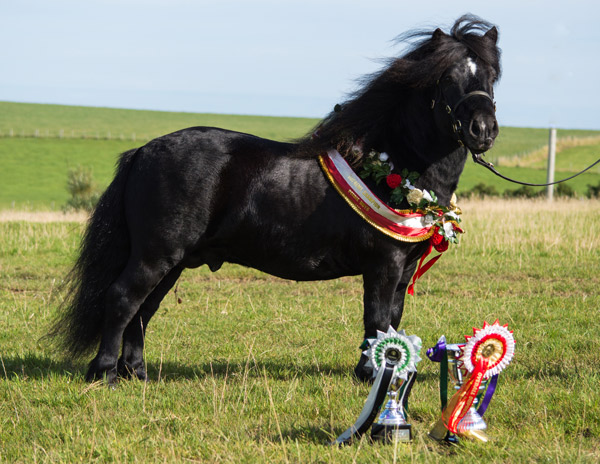 Hools Rising High Overall Peedie HOYs Champion 2015