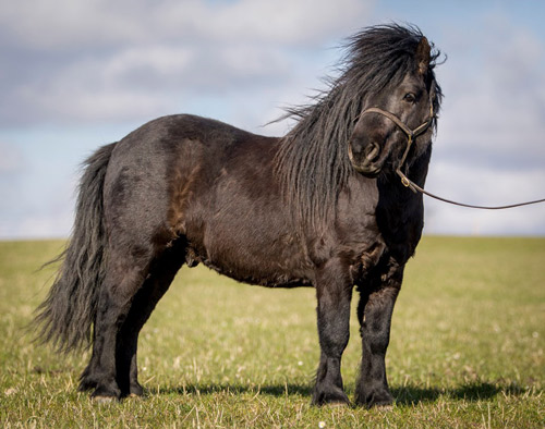 shetland pony for sale