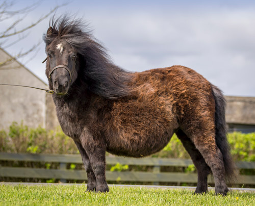 shetland pony