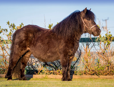 shetland pony