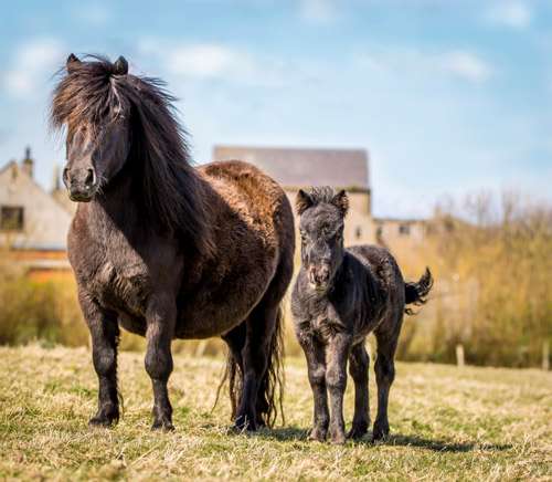 Shetland Pony Foal News