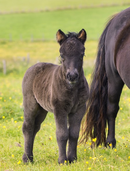 shetland pony foal