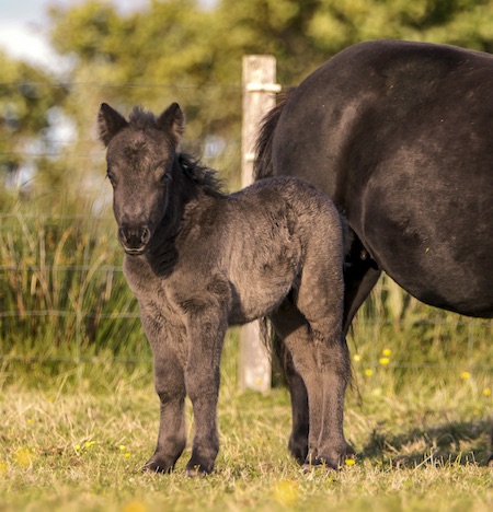 shetland pony foal