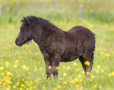 shetland pony foal