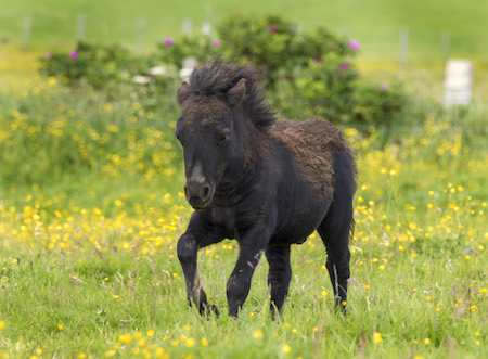 Black Standard Shetland Pony Foals - Hools Shetland Pony Stud