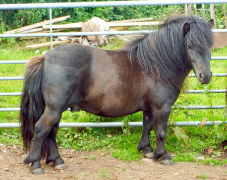 shetland pony