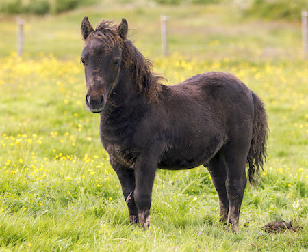 shetland pony foal