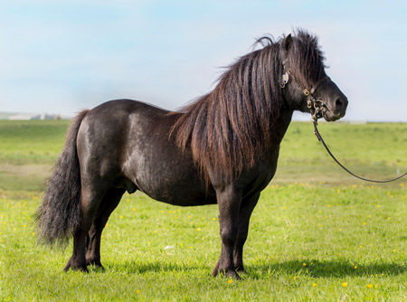 shetland pony