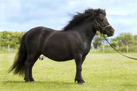 shetland pony