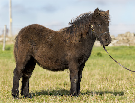 Shetland Pony Filly Foal