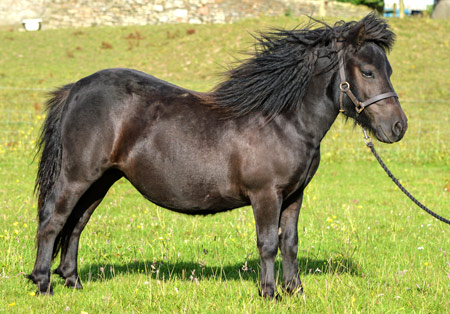 shetland pony filly