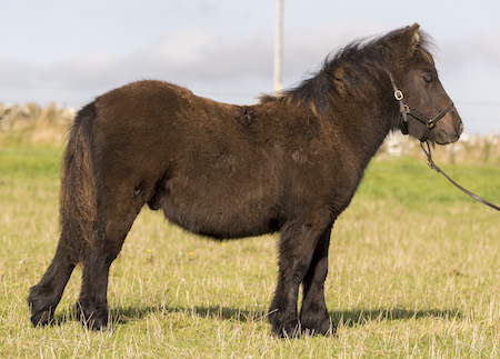 shetland pony foal