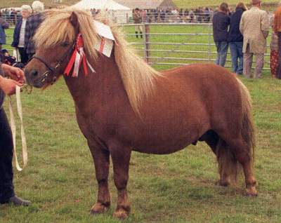 Shetland Pony Stallion