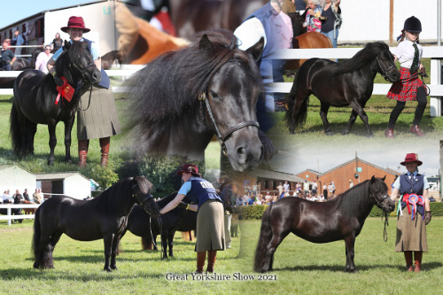 shetland pony Great Yorkshire Show