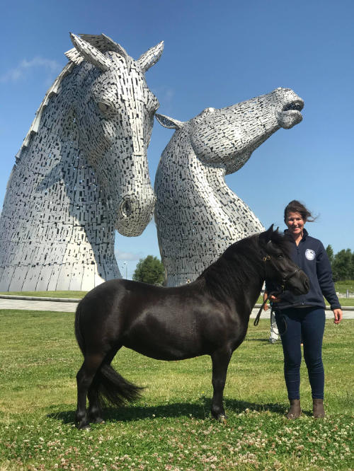 Hools Shetlands Kelpies Falkirk