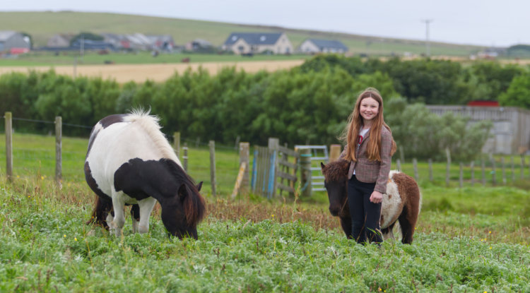 Piebald Shetland Ponies