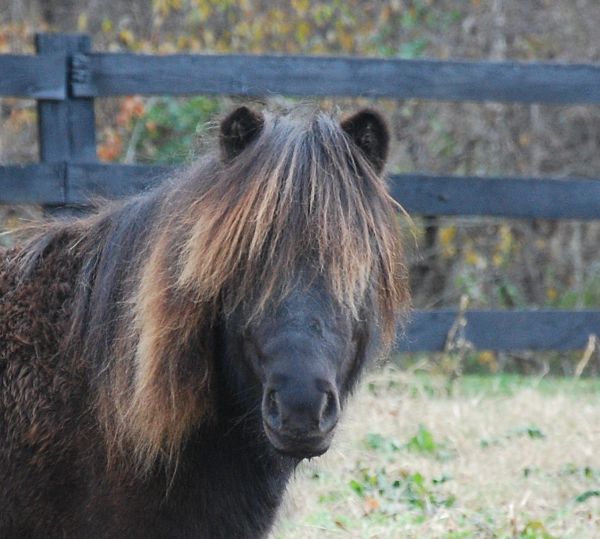 shetland pony colt