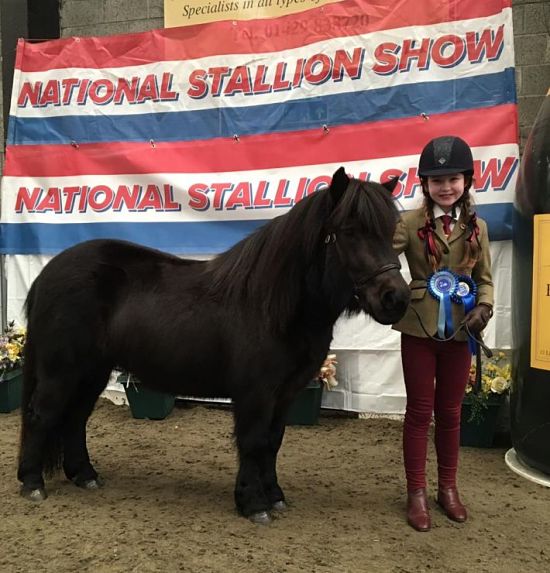 Hools Shetland Pony