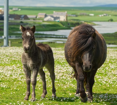 Hools H Filly Foal May 2022