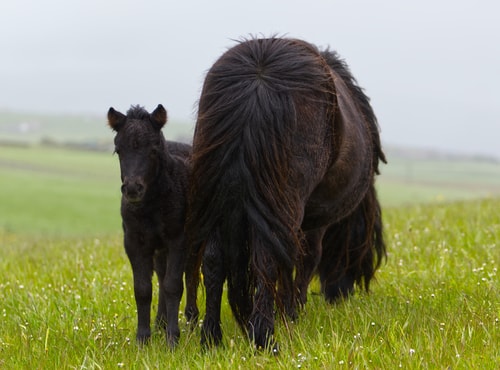 shetland pony foal