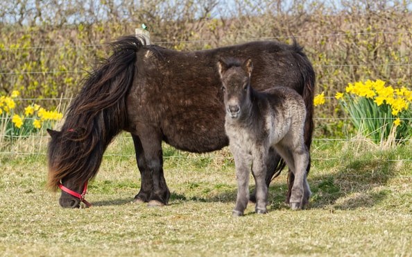 shetland pony foal