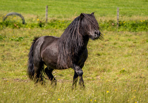 shetland pony stallion