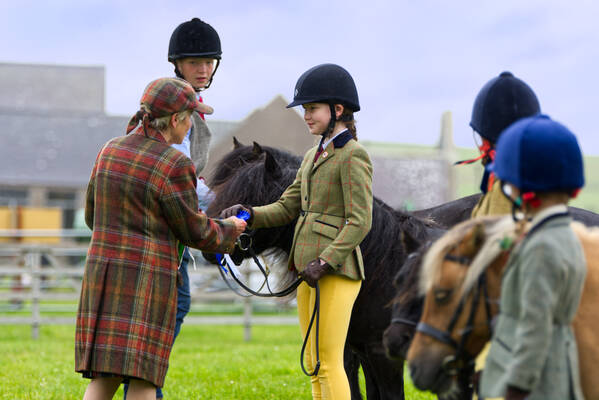 shetland pony news