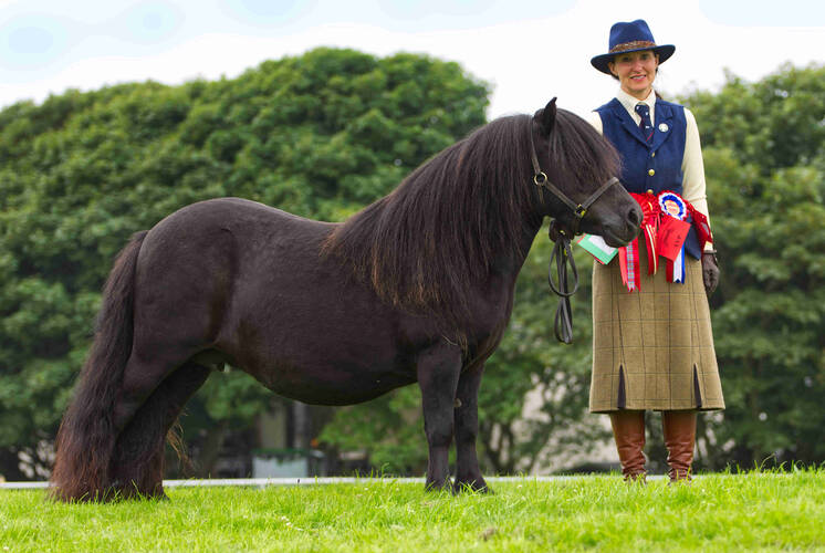 Shetland Pony Champion