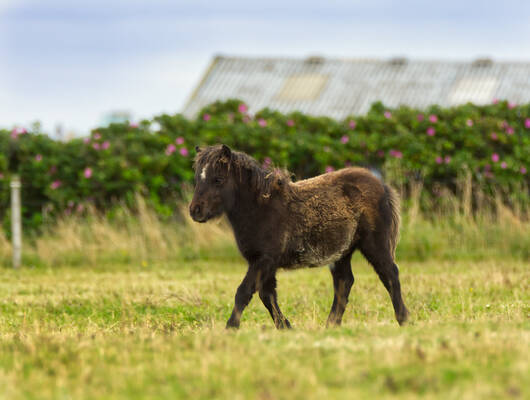 shetland pony foal