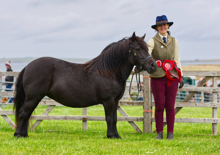 shetland pony filly