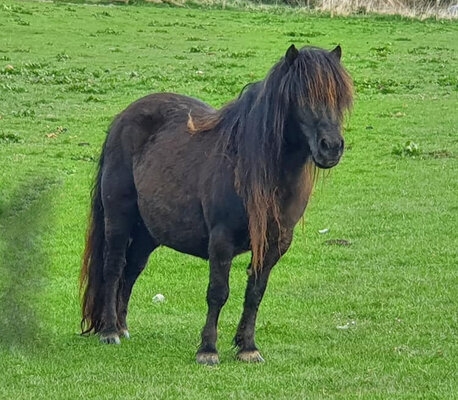 Shetland Pony Mare