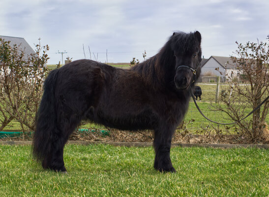 black shetland pony filly