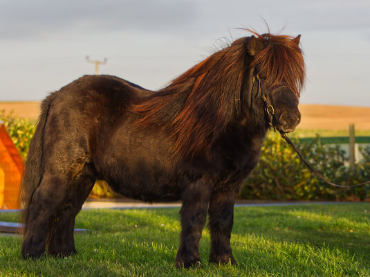 Black Standard Shetland Stallion Hools