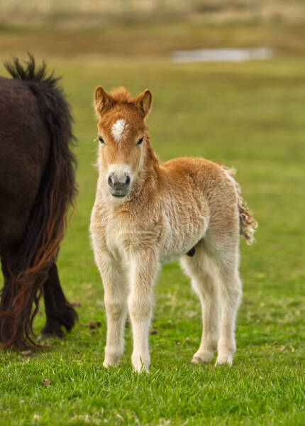 Hools Sea Kraken Chestnut Shetland Pony