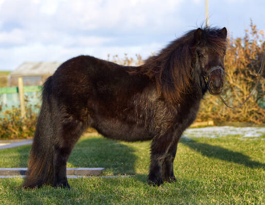 Black shetland pony filly