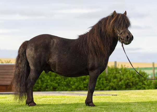 Black Shetland Pony Stallion