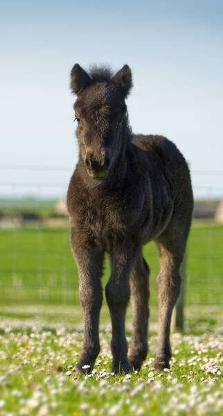 standard black shetland pony foal