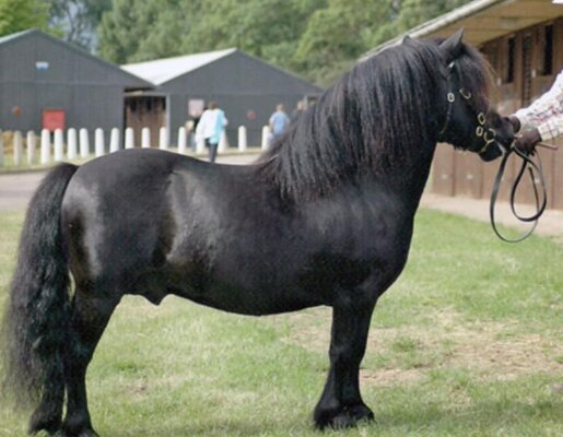 shetland stallion standard