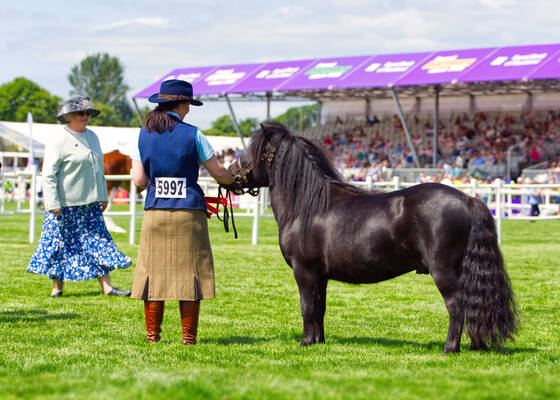 black standard shetland colt