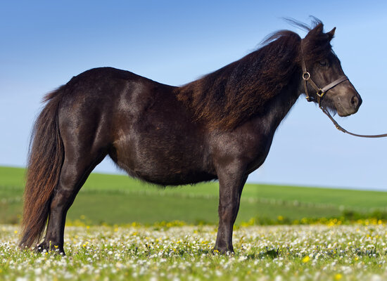 shetland pony filly black