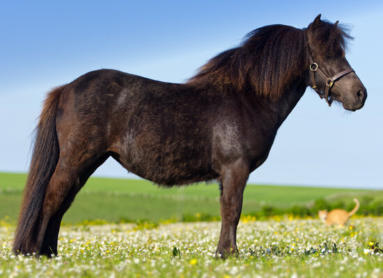 black shetland pony filly