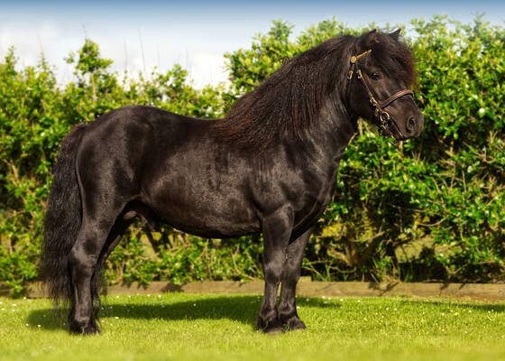 Black Standard Stallion shetland pony