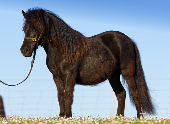 black standard shetland pony filly
